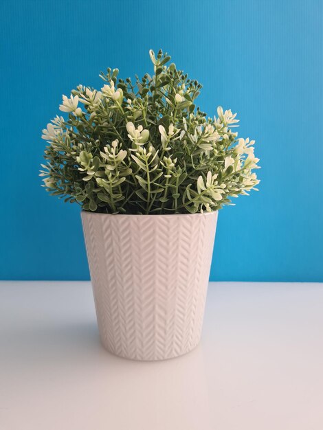 Flowerpot with green flowers and white pistils on a blue background