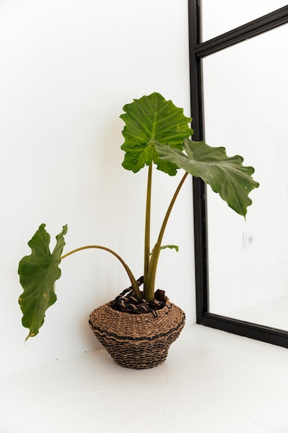 Foto vaso da fiori con una grande pianta d'appartamento in una pentola sul pavimento