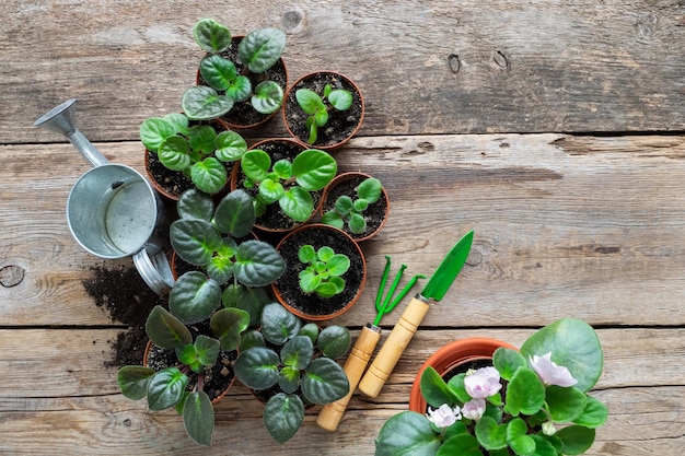 Flowerpots of home plants and saintpaulia flowers Potted flowers watering can and garden tools