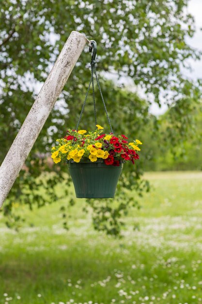 写真 庭の木に吊るされた赤と黄色のペトゥニアの花瓶