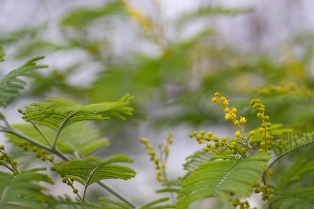 Flowers acacia nilotic family mimosa round little yellow buds and flowers on a branch