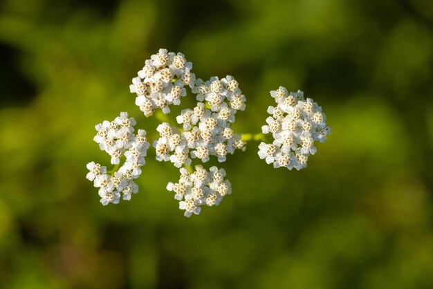 Photo flowers of achillea millefolium commonly known as yarrow