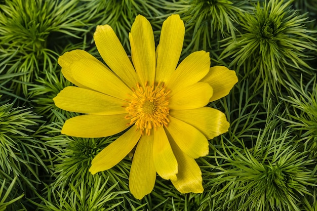 Flowers of Adonis lat Adonis vernalis