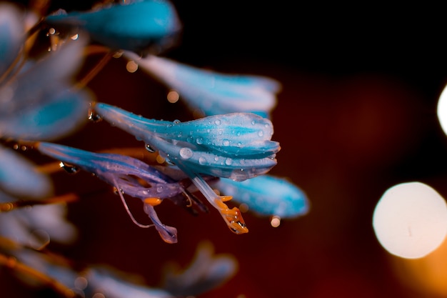 写真 雨の後の花。