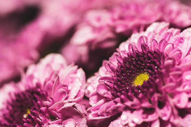 写真 背景をぼかした写真の花は、背景として使用できます。