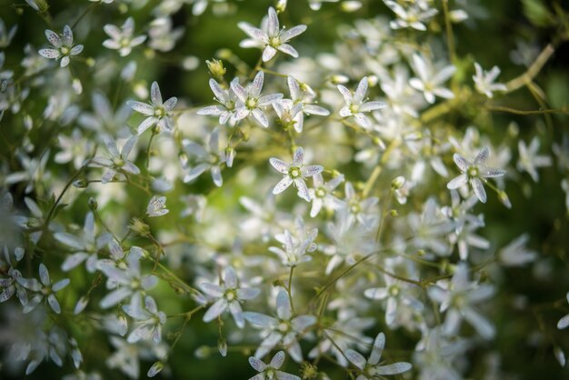 Photo flowers against blurred background