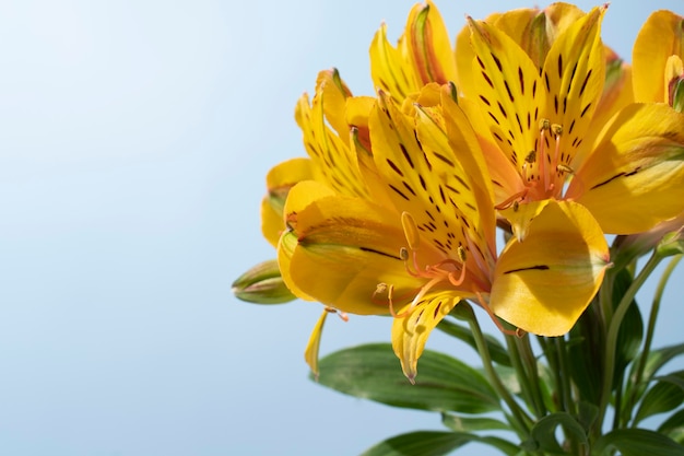 Photo flowers against the sky