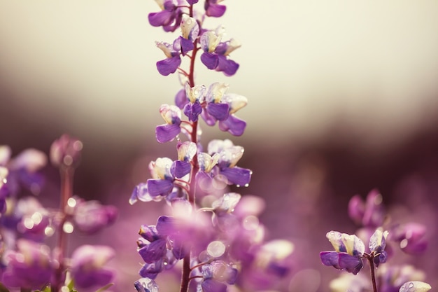 アラスカの花