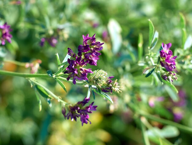 Цветы люцерны в поле Medicago sativa