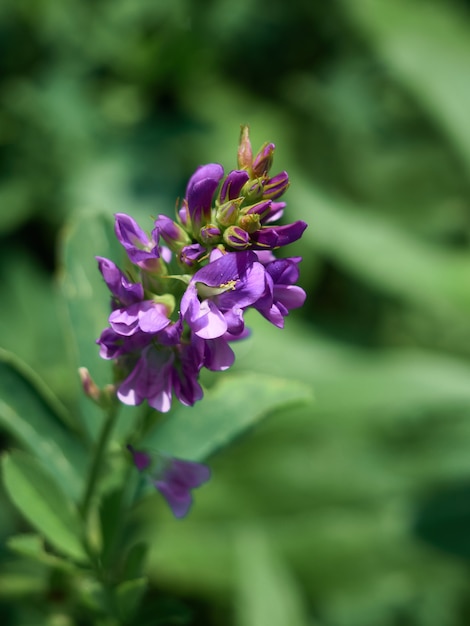 Цветы люцерны в поле. Medicago sativa.