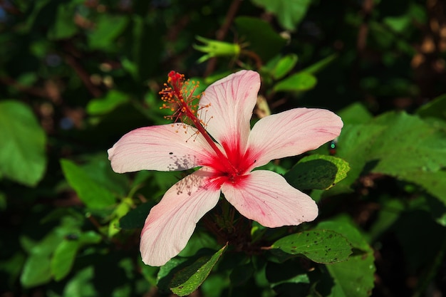 Flowers in Algeria city on Mediterranean sea, Algeria