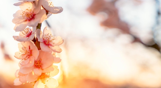 Flowers of the almond tree on sunny day Beautiful nature scene with blooming tree