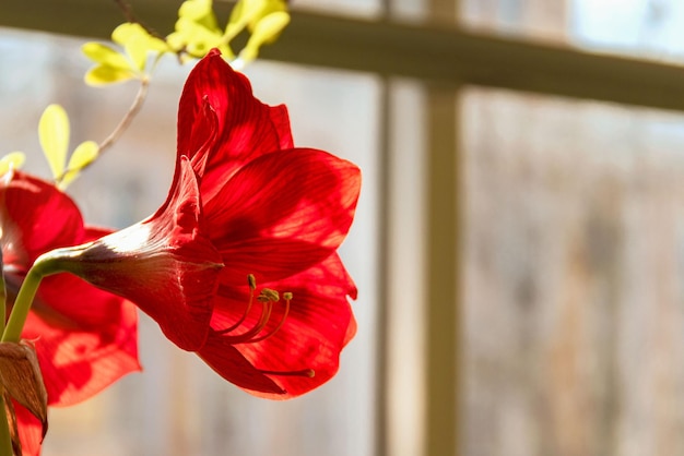 アマリリスヒッペアストラムの花が太陽の下でクローズアップ