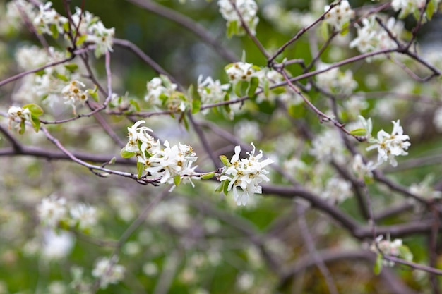 Flowers of an Amelanchier ovalis