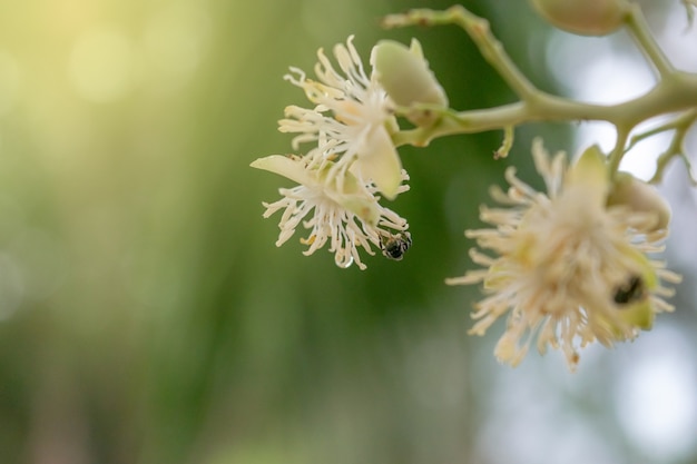 写真 花と昆虫。