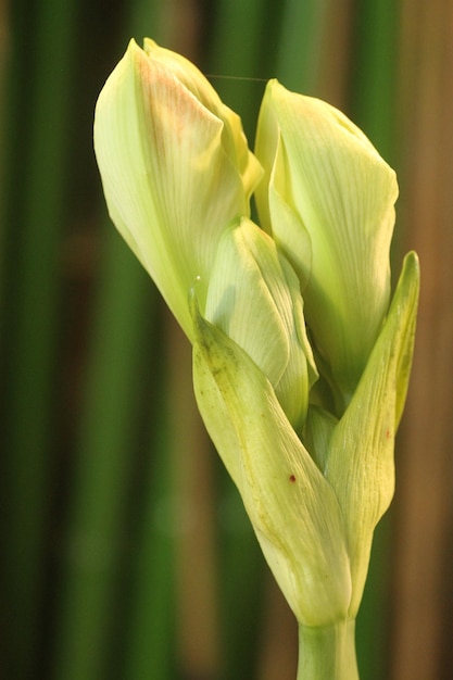 写真 花や植物は人々を助けることができる精神的なし力を持っています