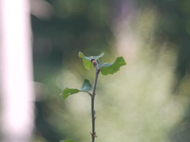 写真 花と植物