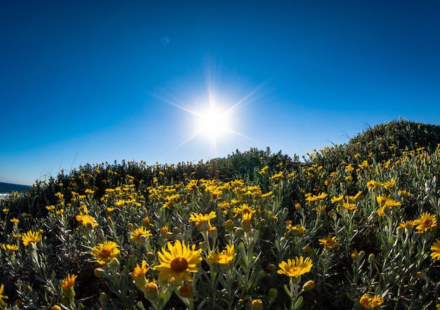 写真 花と太陽