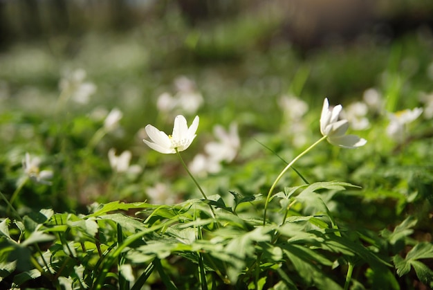 Flowers anemone sylvestris in spring in the forest