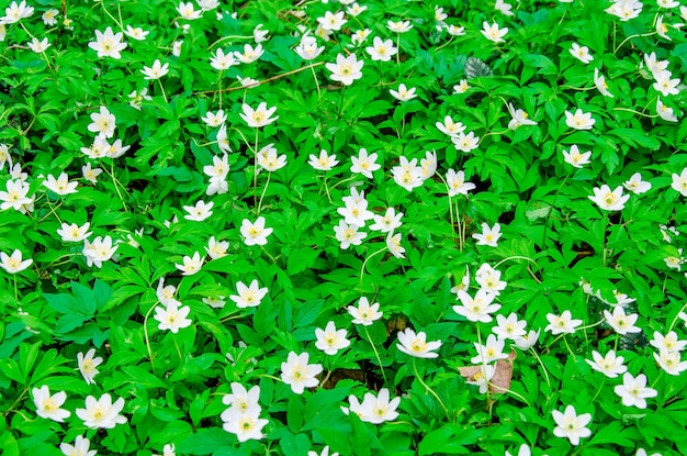 Flowers anemones in the forest