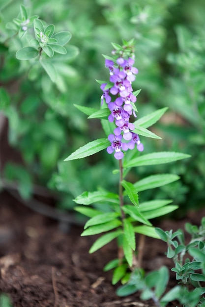 안젤로니아 비플로라 벤트 (Angelonia biflora benth) 의 꽃