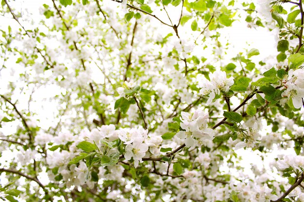 Flowers apple spring garden