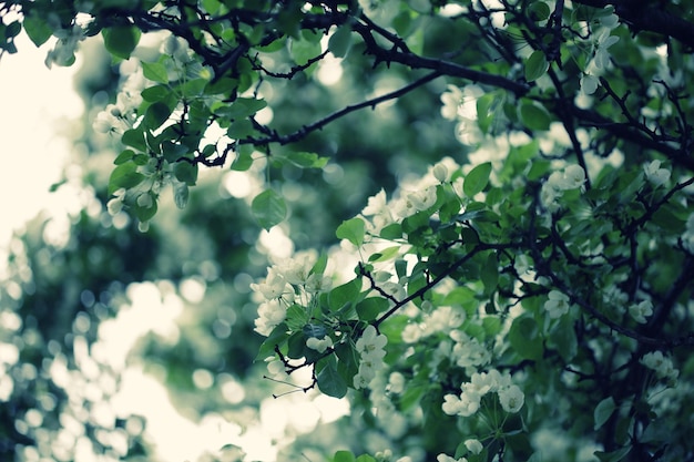 リンゴの夏の花