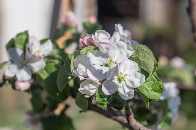 Flowers of the apple tree blossoms on a spring day