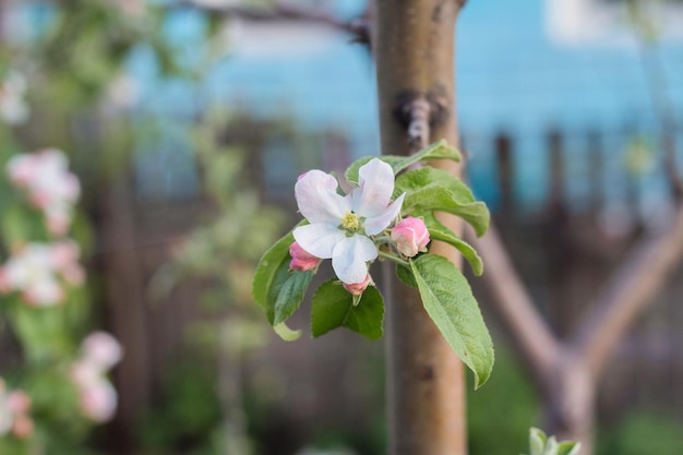 春の日にリンゴの木の花