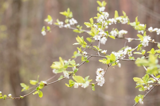 Flowers on an apple tree branch against a blurred garden