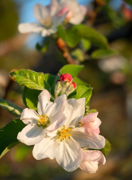 사과 나무 후지의 꽃과 봄 햇살 속의 꿀벌