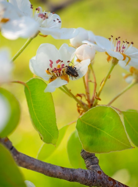 春の太陽の下でリンゴの木富士の花