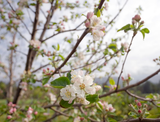 春の太陽の下でリンゴの木富士の花