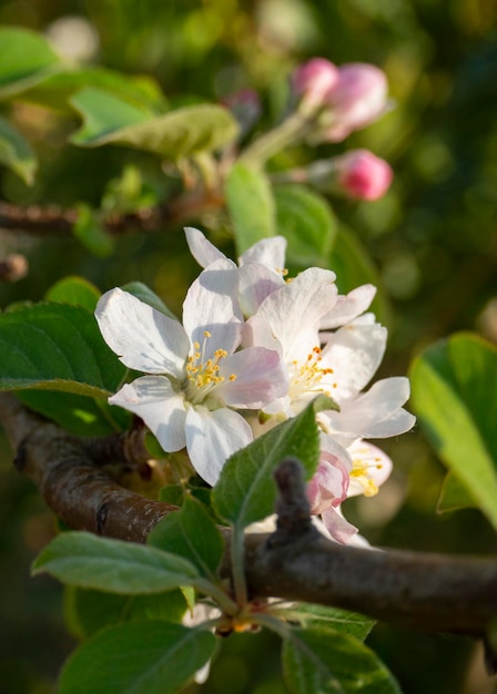 春の太陽の下でリンゴの木富士の花