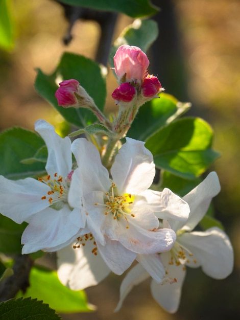 Fiori di melo fuji al sole in primavera