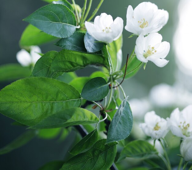 Flowers of apple 