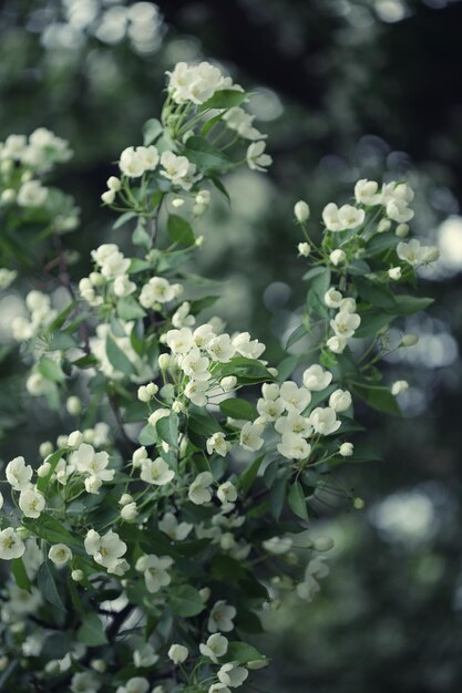 Flowers of apple