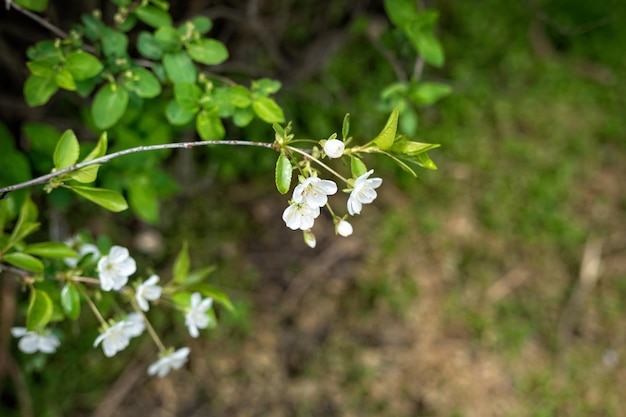 雨上がりのリンゴの木の花