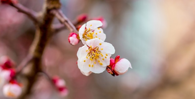 Flowers of apricot close up on a blurry background 