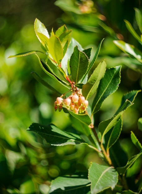 Flowers of the Arbutus tree among the foliage on a sunny day in Greece