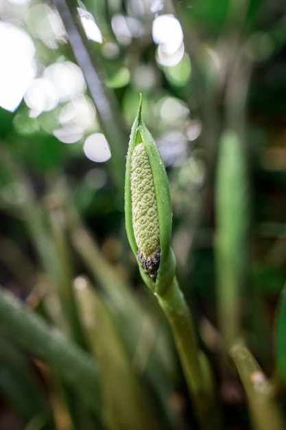 Flowers are about to bloom Zanzibar gem