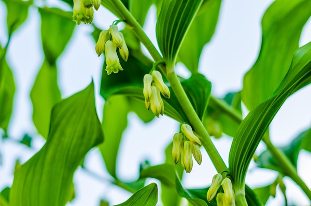 The flowers are bluebells on a green stem in summer.