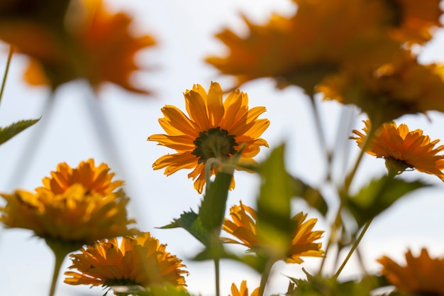 Flowers are grown for landscaping