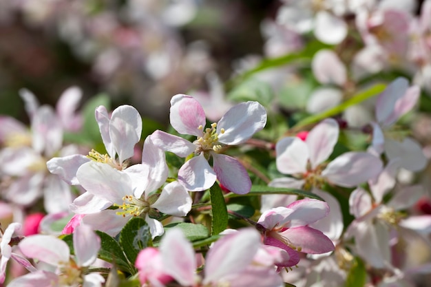 Flowers are grown for landscaping