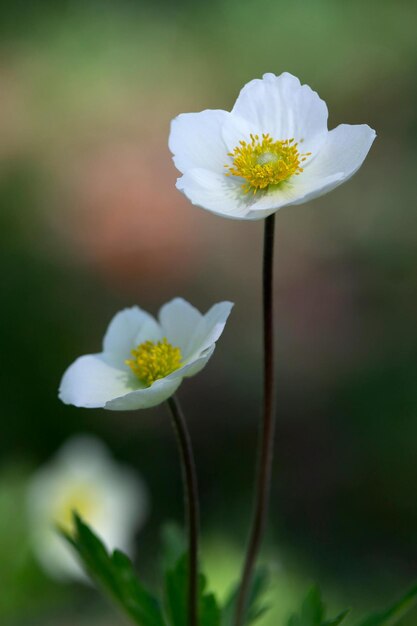 花は自然の最も美しい贈り物の1つです