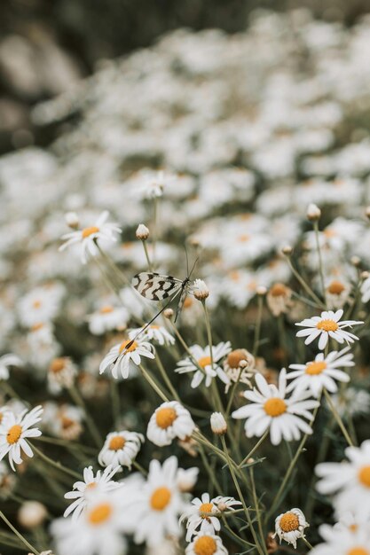 Photo flowers are indeed one of natures most beautiful gifts to us