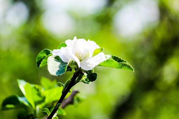 Photo flowers are indeed one of natures most beautiful gifts to us