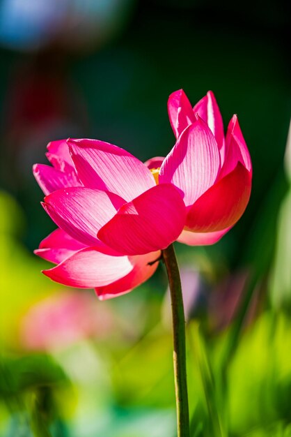 Foto i fiori sono davvero uno dei regali più belli della natura per noi.