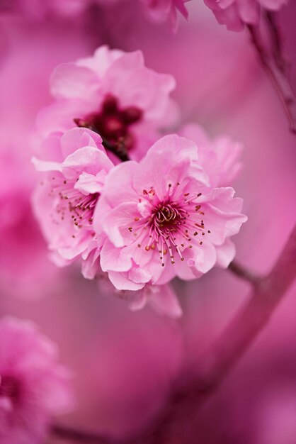 Photo flowers are indeed one of natures most beautiful gifts to us