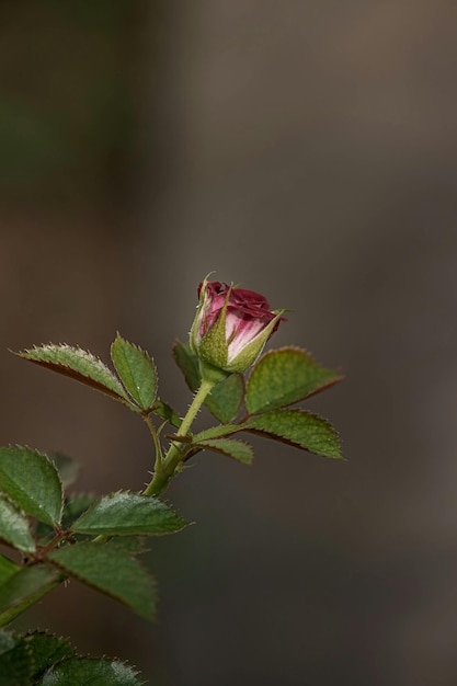 Photo flowers are indeed one of natures most beautiful gifts to us